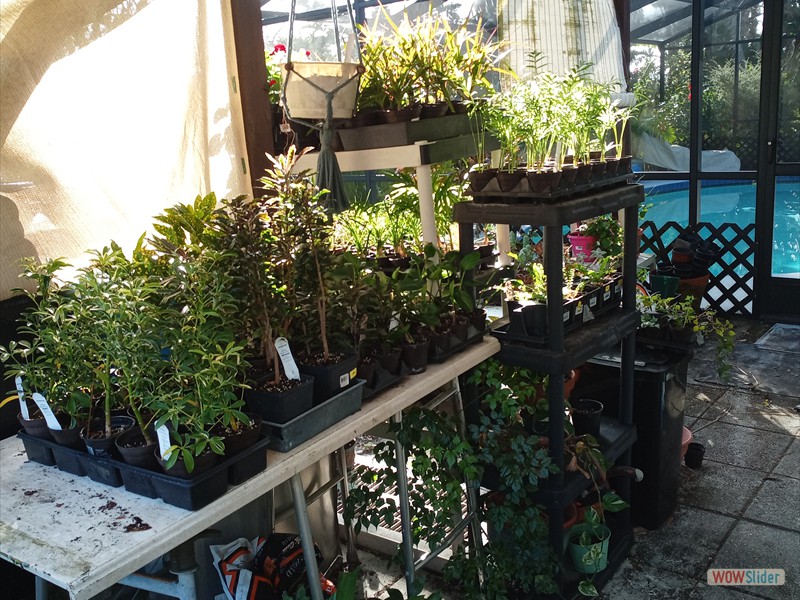patGarden (2)