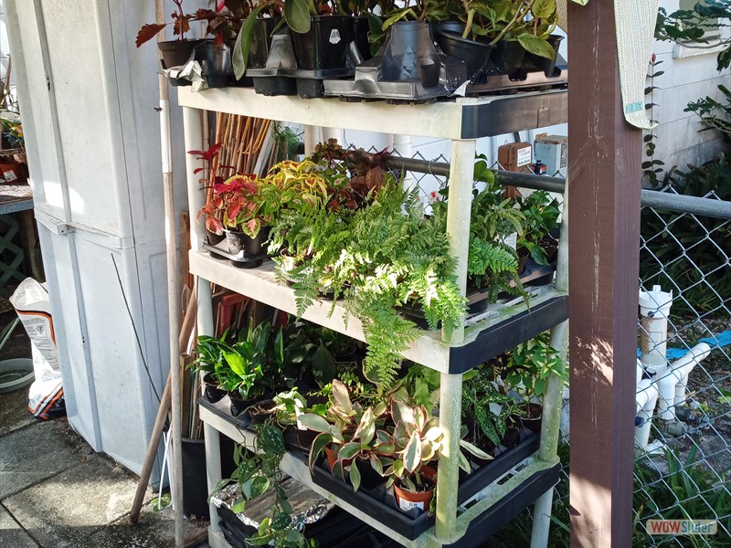 patGarden (3)