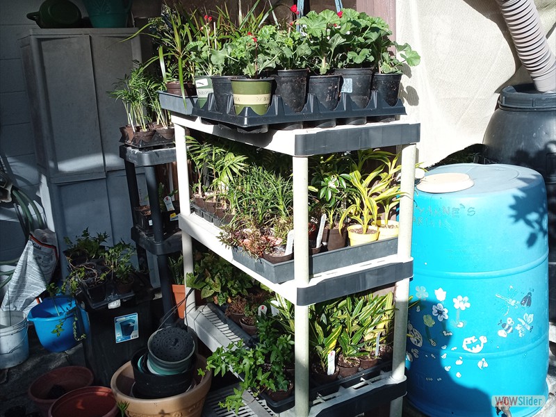 patGarden (5)