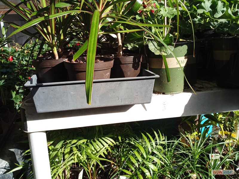patGarden (8)