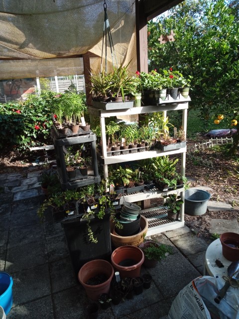 plants
