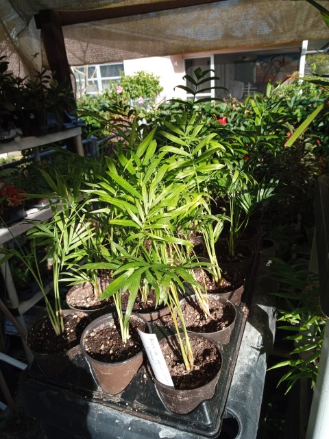 plants
