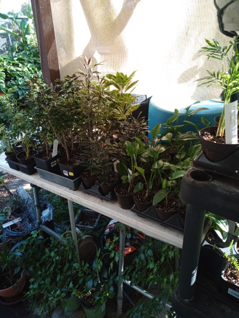 plants