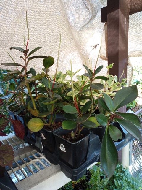 plants