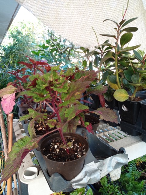 plants