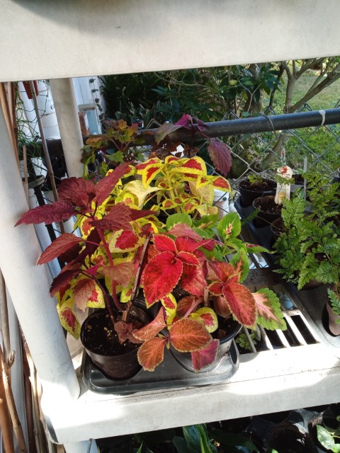 plants