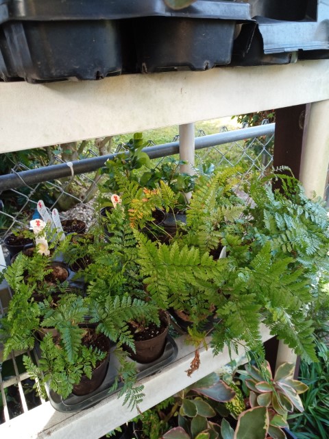 plants