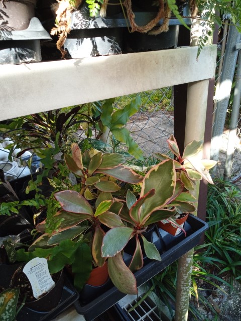 plants