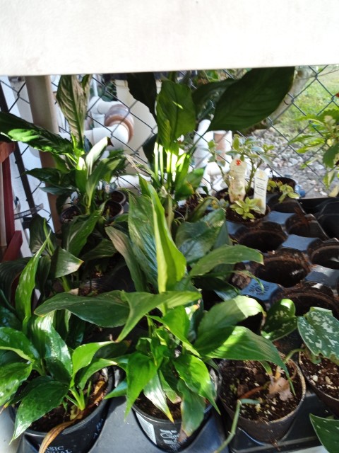 plants