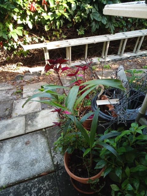 plants