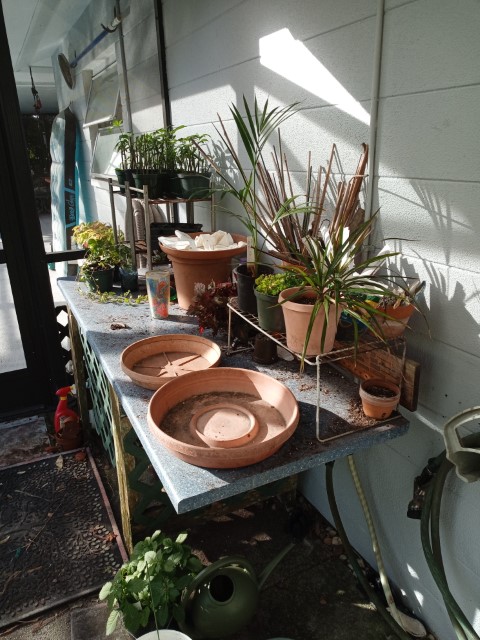 plants