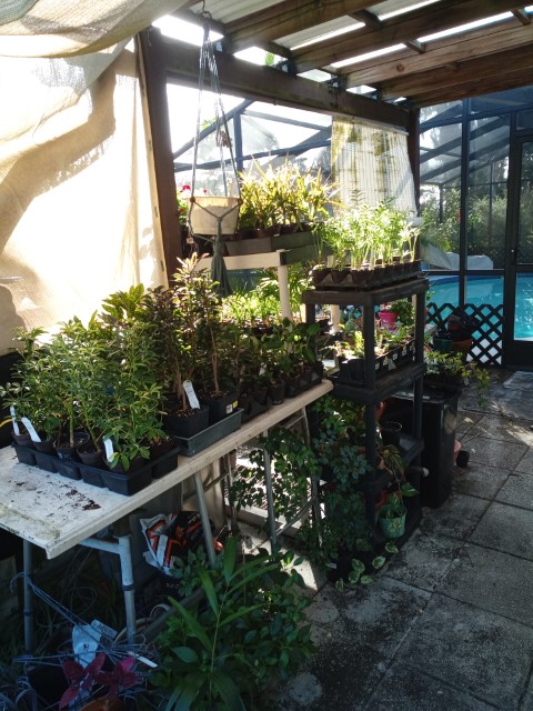 plants