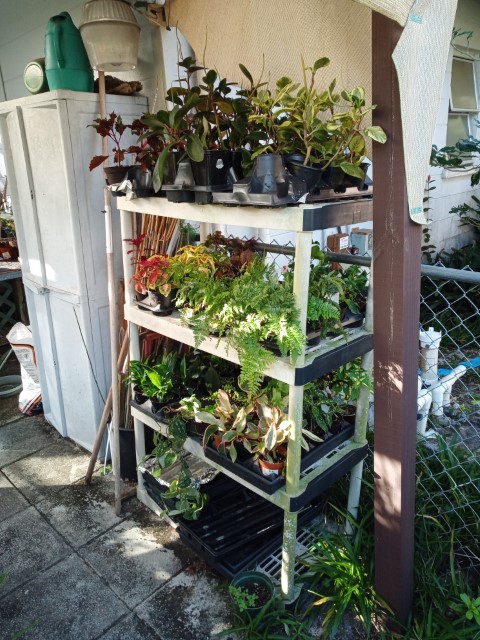 plants