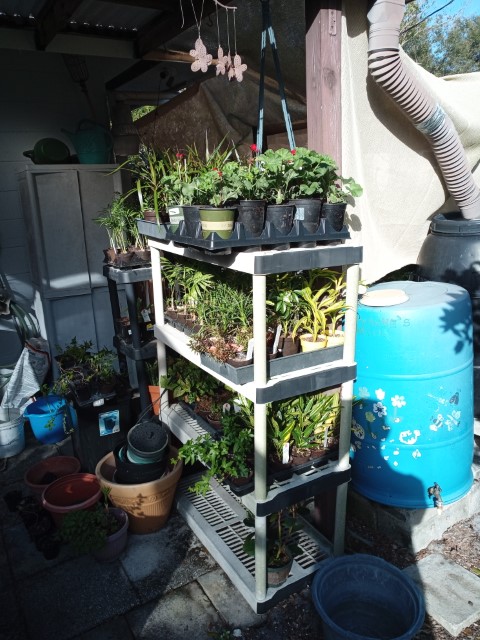 plants