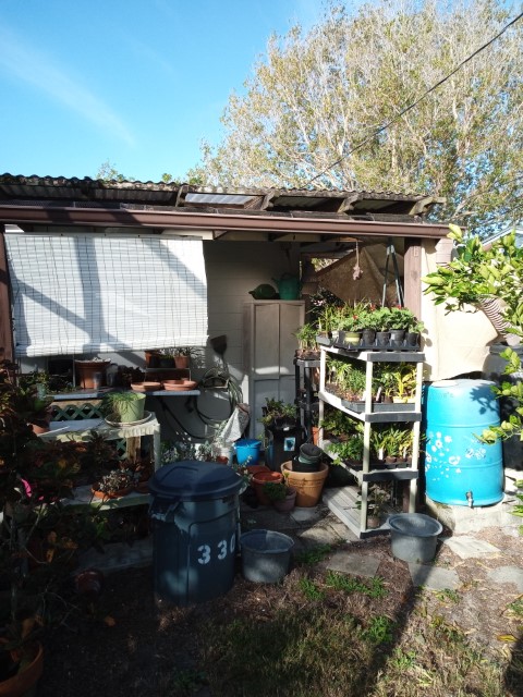 plants