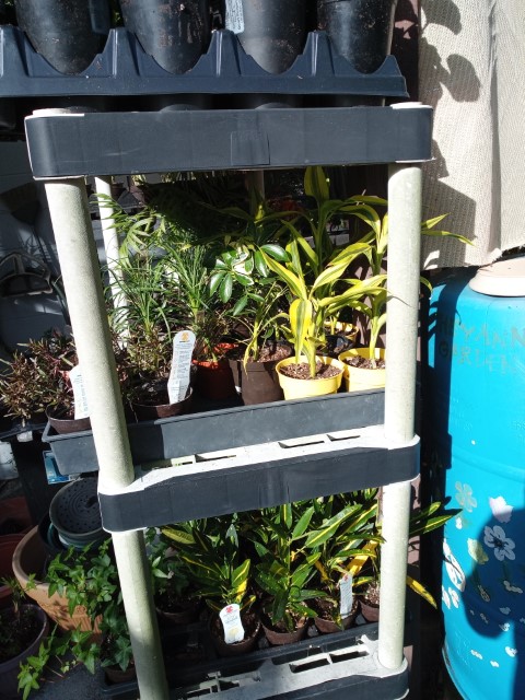 plants
