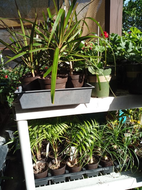 plants