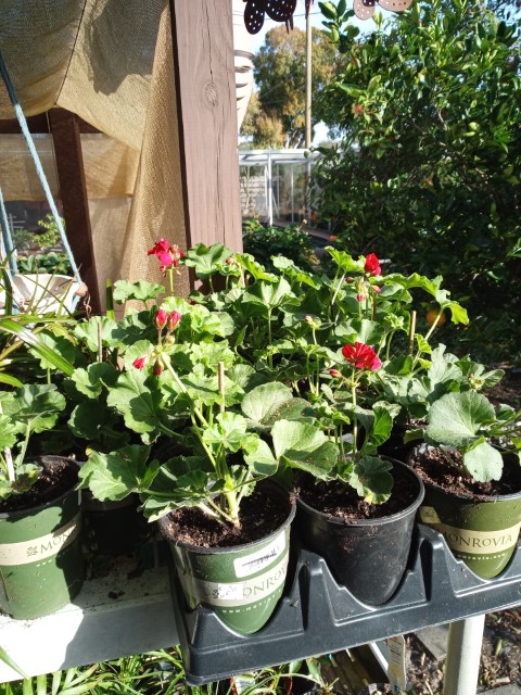 plants